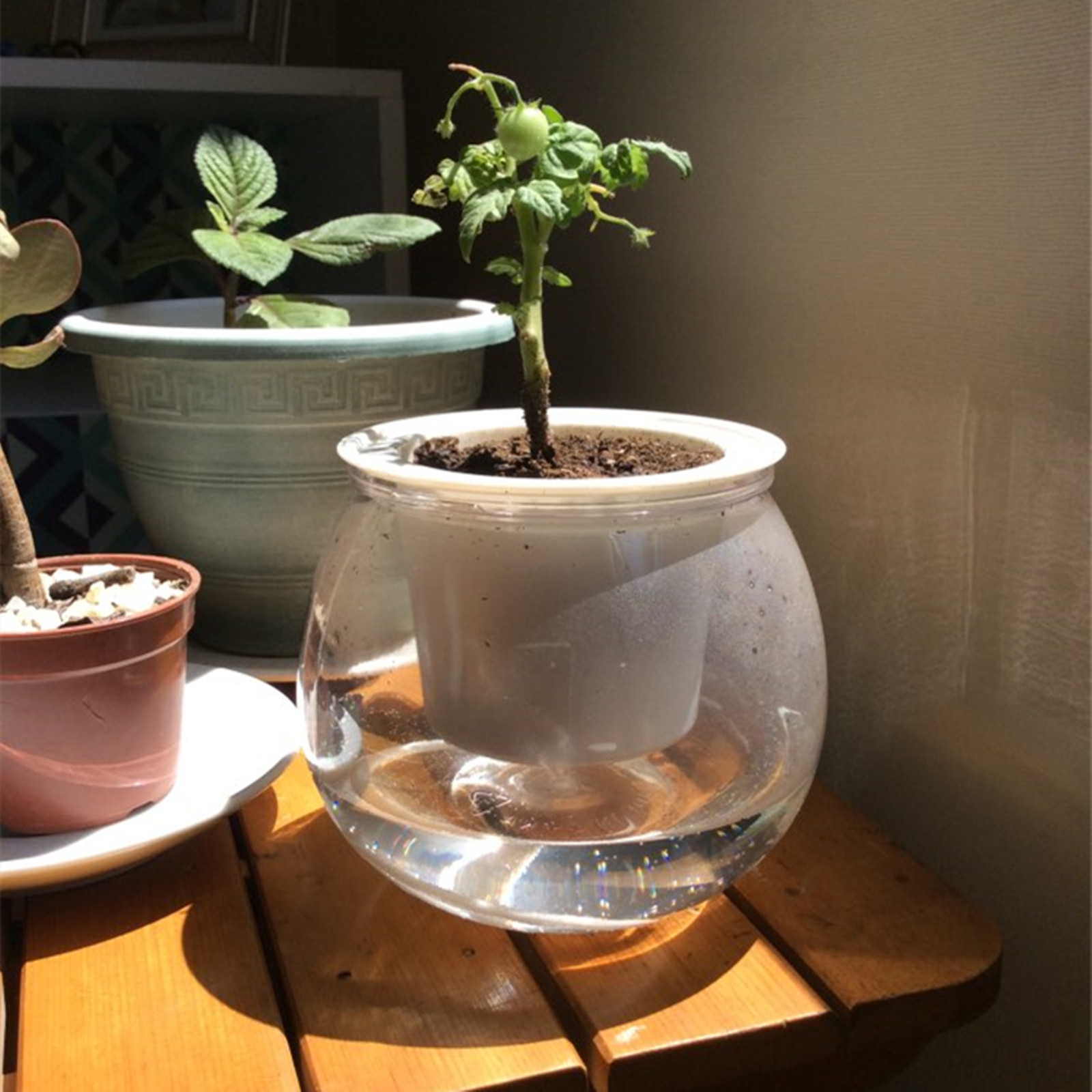 Self Watering Planter หม้อมินิ - Mini Bonsai Zen Garden บทวิจารณ์และราคา