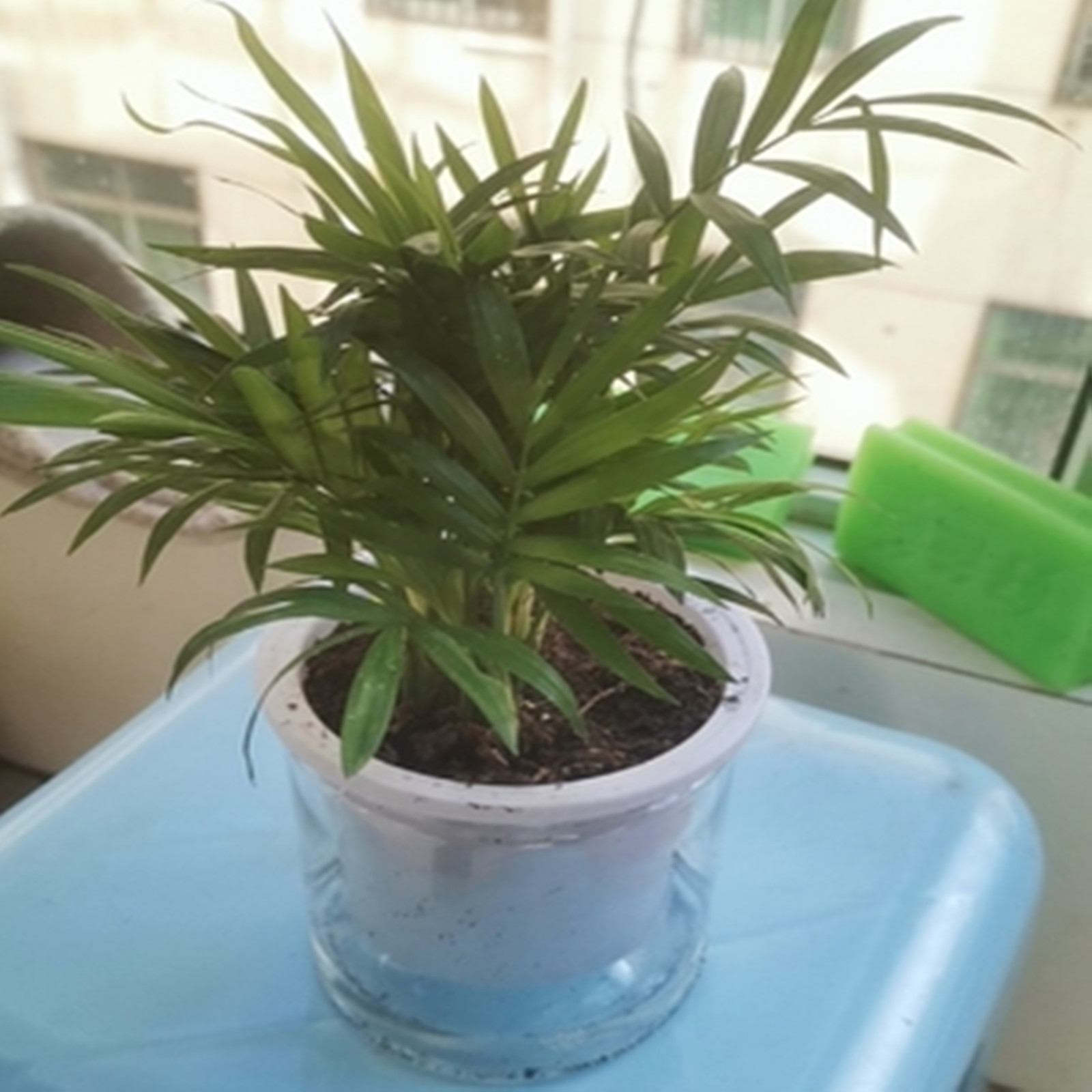 Self Watering Planter หม้อมินิ - Mini Bonsai Zen Garden บทวิจารณ์และราคา