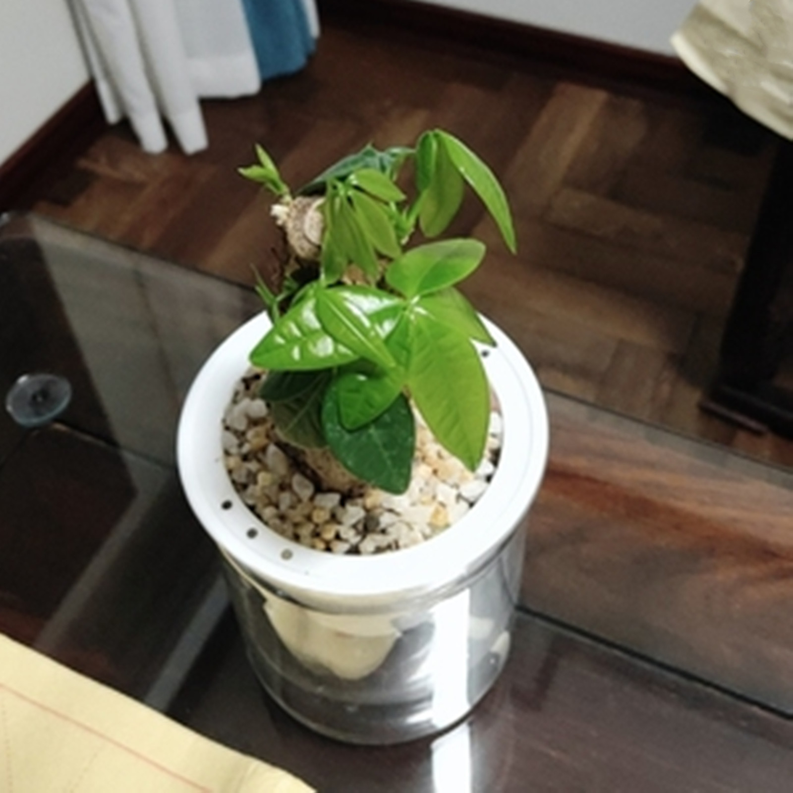 Self Watering Planter หม้อมินิ - Mini Bonsai Zen Garden บทวิจารณ์และราคา