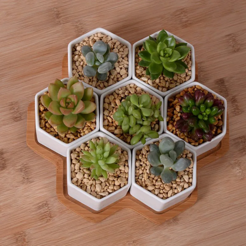 ชุด 4/7/9/10 หกเหลี่ยมกระถางดอ - Mini Bonsai Zen Garden บทวิจารณ์และราคา
